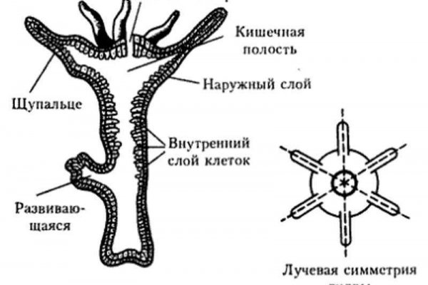 Kraken ссылка для тору