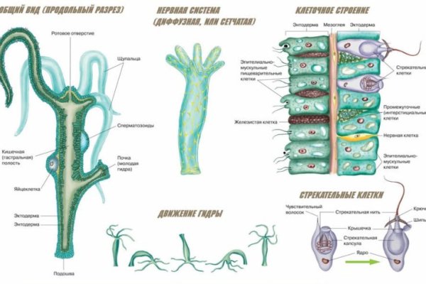 Kraken рабочая ссылка